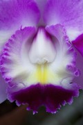 Orchidee, paars