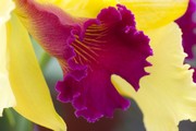 Orchidee, cyclaam/ge