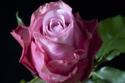 roos, roze