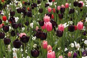 Tulpen zwart en roze
